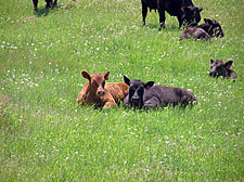 USA-Wyoming-New Haven Ranch